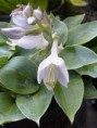 Hosta Blue Moon